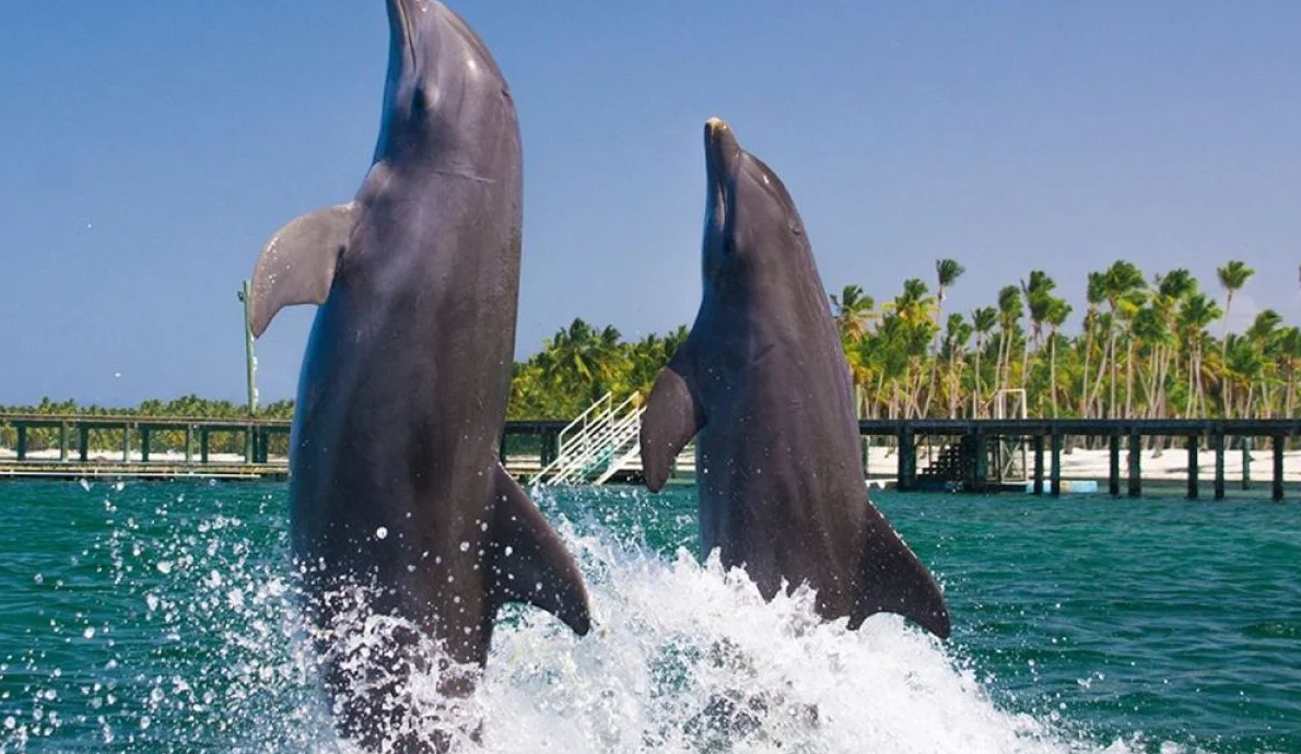 Dolphin Explorer - 2 Dolphins